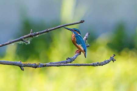 blue kingfisher bird on brown twig thumbnail