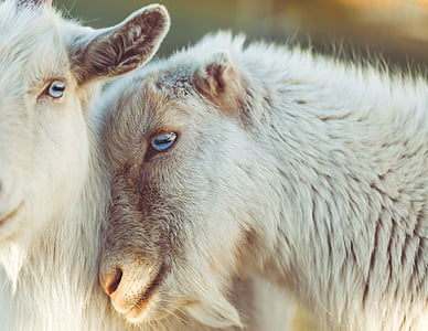 two white goats thumbnail