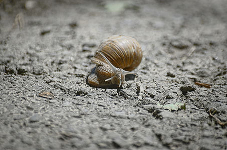 Snail, Shell thumbnail