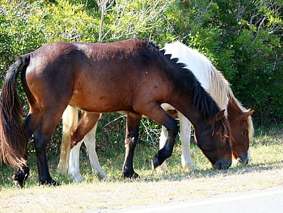 two brown and white horse grazing near bushes thumbnail