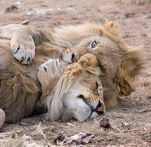 Two Brown Lions Lying on Grass thumbnail