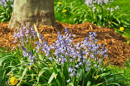 purple petaled flowers beside tree thumbnail
