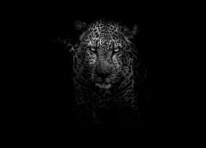 Leopard illustration thumbnail