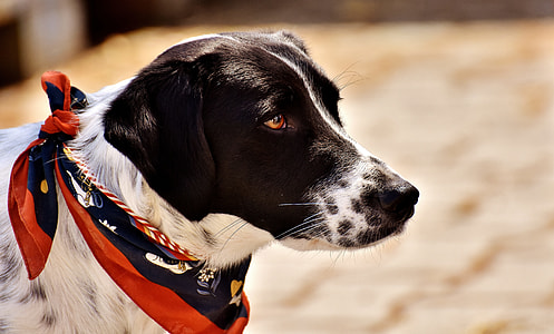short-coated white and black dog close-up photo during daytime thumbnail