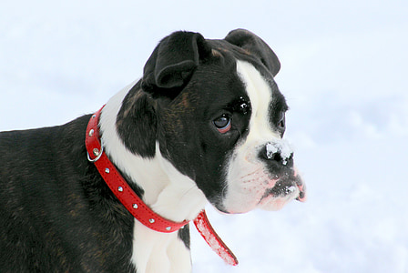 short-coated white and black dog with dog colar thumbnail