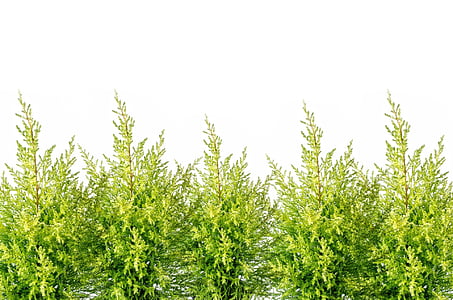 green leafed plants thumbnail