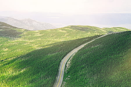 road surrounded with green plants thumbnail