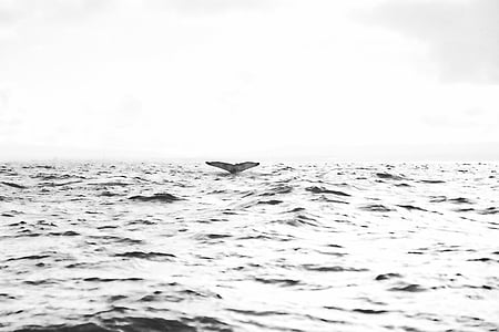 fish tail on ocean thumbnail