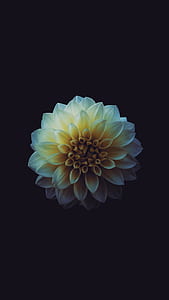 white Dahlia flower selective focus photography thumbnail
