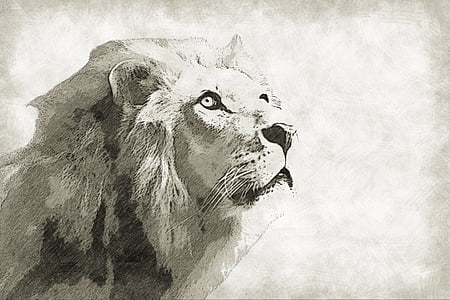 gray and black lion drawing thumbnail