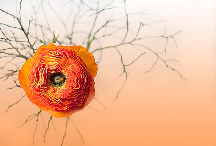 ranunculus, flower, blossom, bloom, petals, orange thumbnail