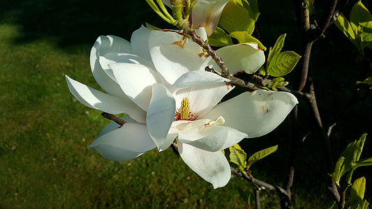 Magnolieblomst, Flowering Magnolia Tree thumbnail