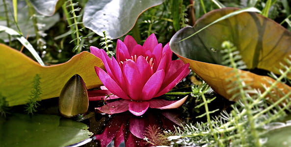 red petaled flower on water thumbnail