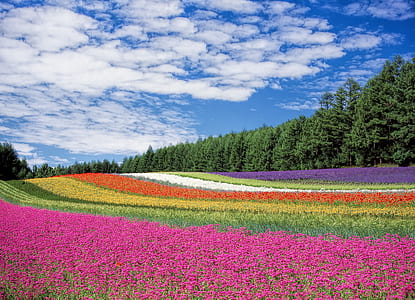 pink, green, yellow, red, white, and purple flowers with trees under blue cloudy sky thumbnail