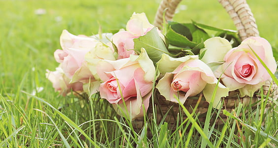 several pink rose flowers in brown wicker basket at daytime thumbnail