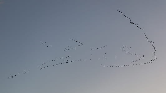 low angle photo of silhouette of flock of birds flying under the sky thumbnail