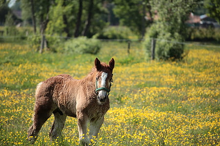 brown miniature horse on yellow and green grassfield thumbnail