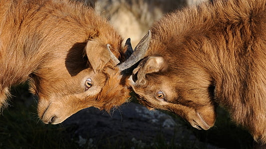closeup photo of brown horned animals thumbnail