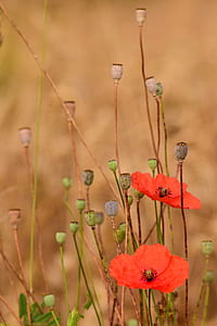 closeup photography of poppy flowers thumbnail