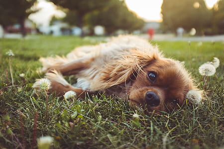 brown puppy lying on the grass thumbnail