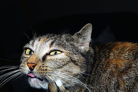 gray cat staring at the camera while showing tonguye thumbnail