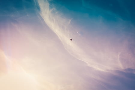 brown bird on sky at daytime thumbnail