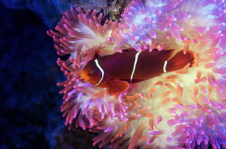 brown fish on pink coral reefs thumbnail