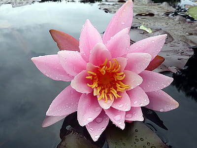 close-up photo of pink lotus flower with dew on body of water thumbnail