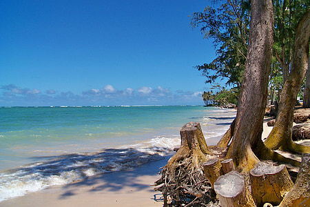 brown wooden tree thumbnail
