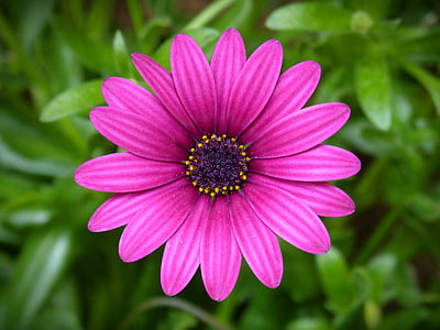 closeup photo of pink petaled flower thumbnail