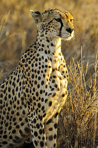 shallow focus photography of cheetah thumbnail