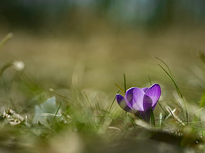 macro shot photography of purple saffron thumbnail