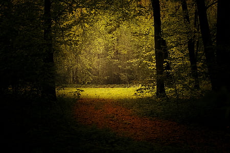 road between green trees thumbnail