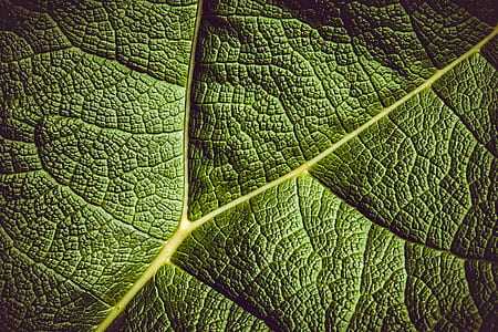 close up shot of green leaf thumbnail