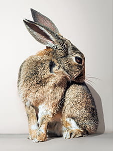 brown and gray rabbit thumbnail