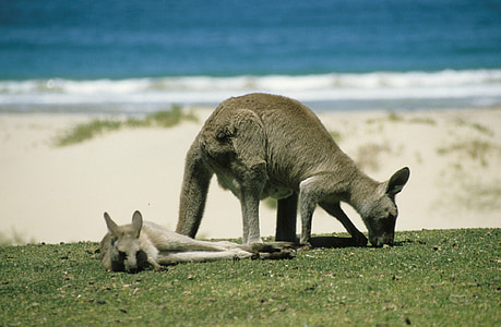 two gray kangaroos thumbnail