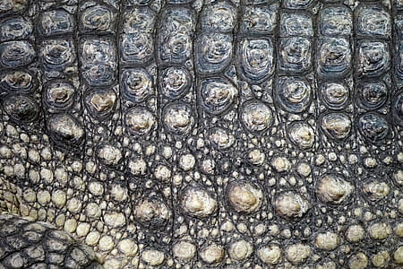 closed-up photo of crocodile skin thumbnail