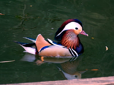 nature, water, animal, colourful thumbnail