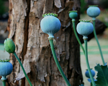 blue flowers thumbnail
