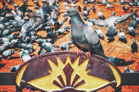 blue bar doves in shallow focus photography thumbnail