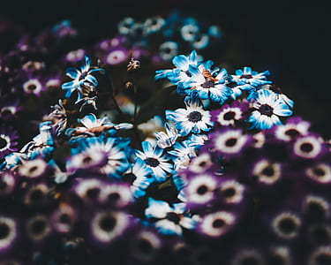 selective focus photography of purple and teal petaled flowers thumbnail