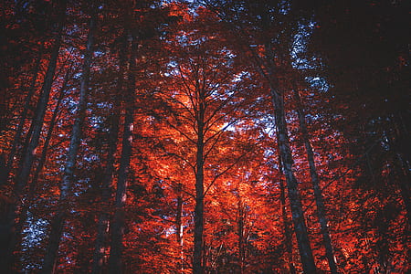 red maple trees thumbnail