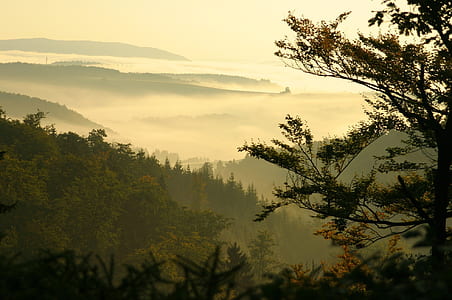 green forest surrounded with clouds thumbnail