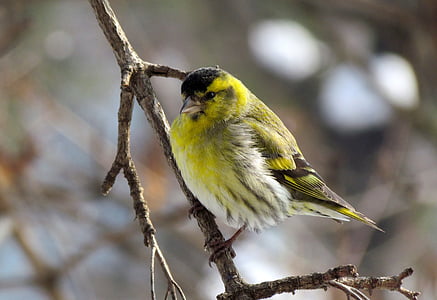shallow focus photography of green and brown bird thumbnail