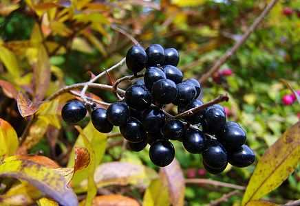 Fall Harvest, Black Berries thumbnail