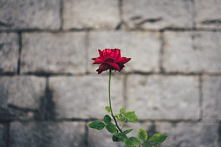 selective focus photography of red rose flower thumbnail