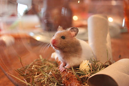 brown and white mouse thumbnail