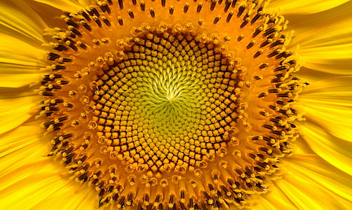 yellow sunflower thumbnail