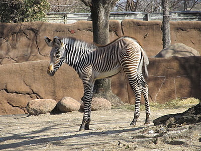 zebra near trees during daytime thumbnail