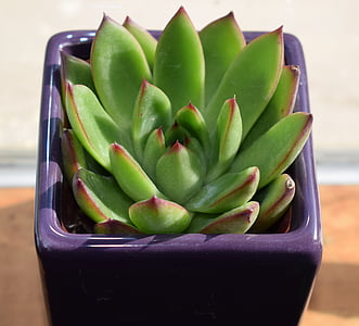 green succulent inside purple ceramic planter thumbnail